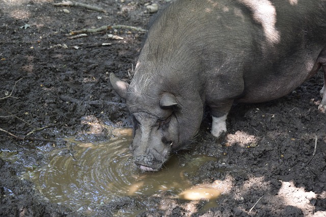 国安客场绝平深圳队